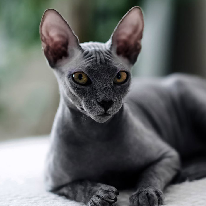 Sphynx Cat - Image 4