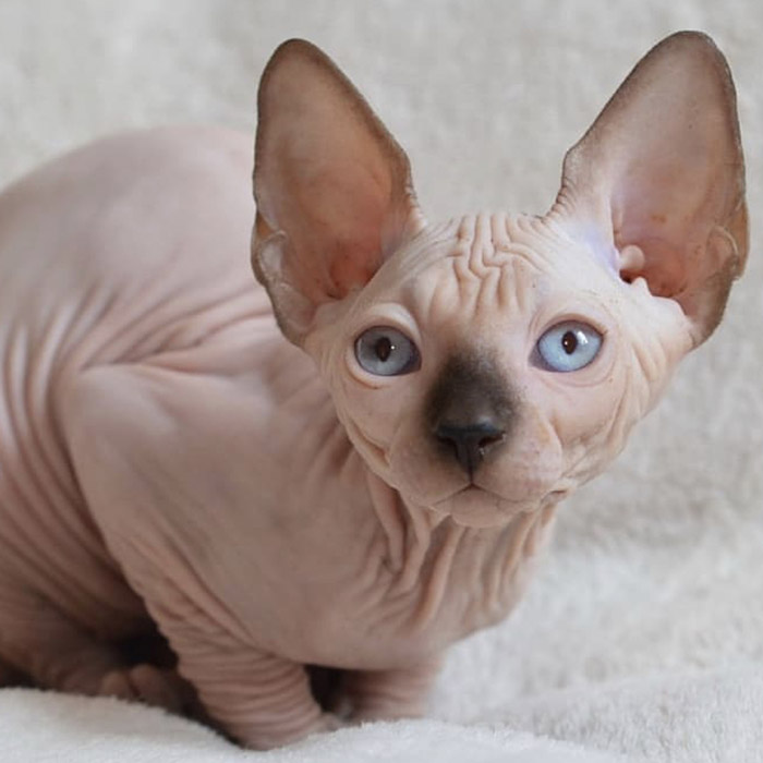 Sphynx Cat - Image 3