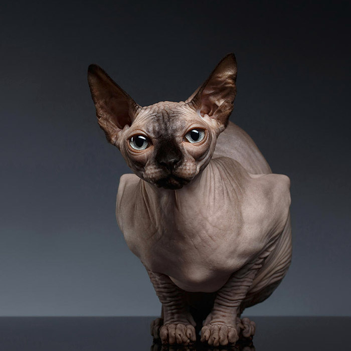 Sphynx Cat - Image 2
