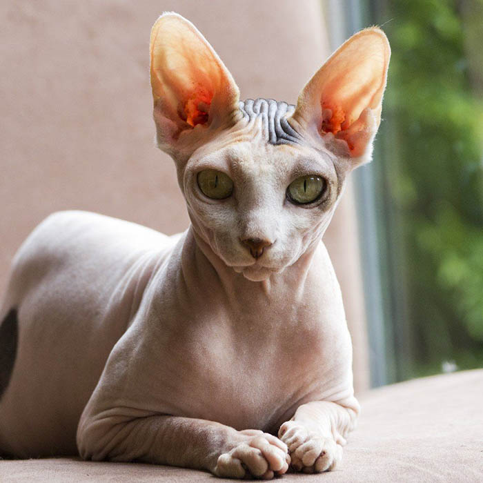 Sphynx Cat